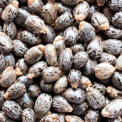 Castor seeds