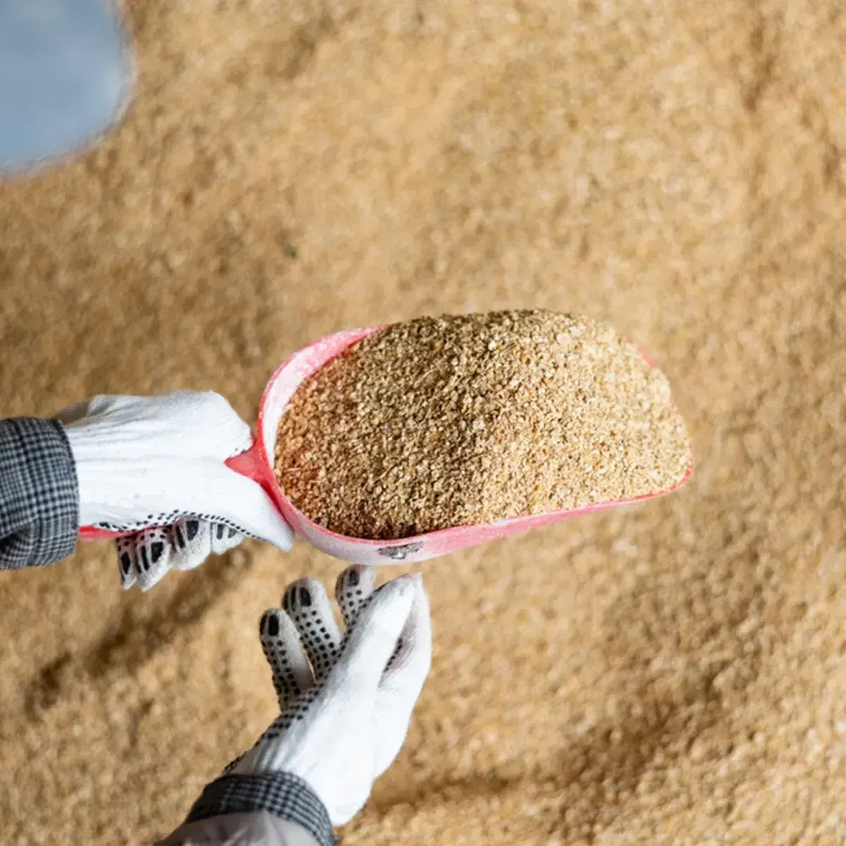Dairy Cattle Feed